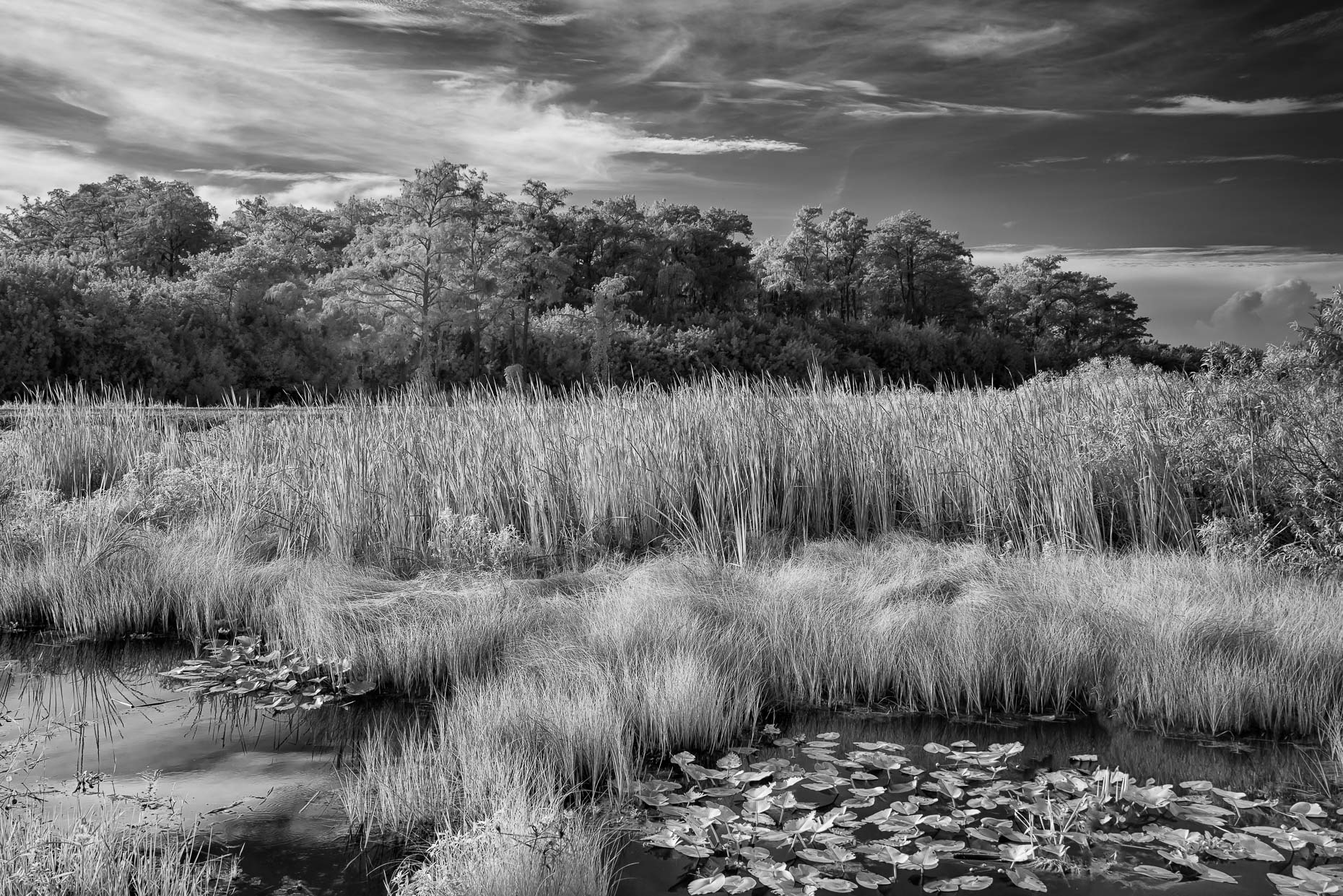 20150813_loxahatchee_0011