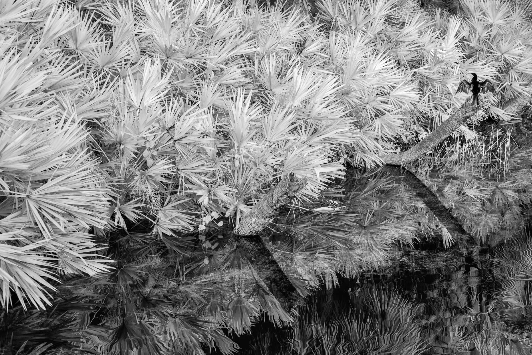 20170504_green_cay_0054