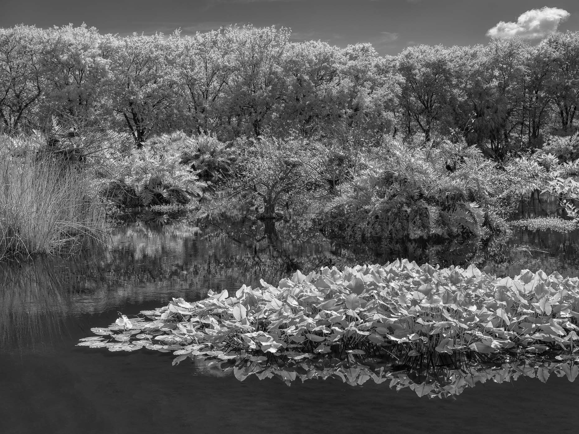 20180301_wakodahatchee_0005